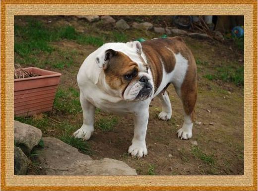 Dicxie du jardin des bulls
