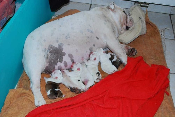 du Relais Postal - Les bébés de Honey Girl et Goliath sont nés le 17/03/2015