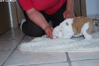 CHIOT