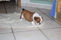 CHIOT