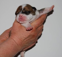 CHIOT