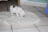 CHIOT