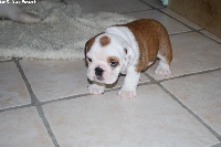 CHIOT