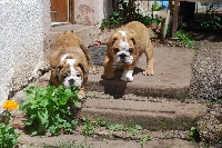 CHIOT