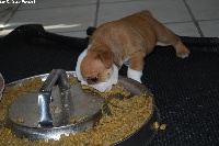 CHIOT